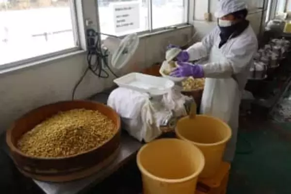 青大豆のみそ 湯原で仕込み　甘くまろやか 秋から販売
