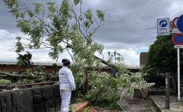 岡山県内に強風　倒木発生、交通機関乱れる