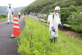 「特定外来生物オオキンケイギク駆除へ　岡山河川事務所 堤防に薬剤散布　」の画像1