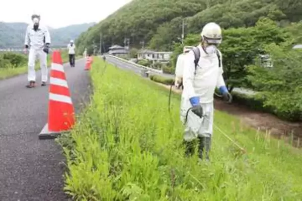 特定外来生物オオキンケイギク駆除へ　岡山河川事務所 堤防に薬剤散布　