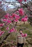 「菅茶山ゆかり紅白の梅甘い香り　福山・神辺「丁谷の梅林」咲き始め」の画像1