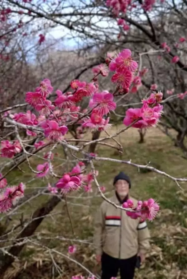菅茶山ゆかり紅白の梅甘い香り　福山・神辺「丁谷の梅林」咲き始め