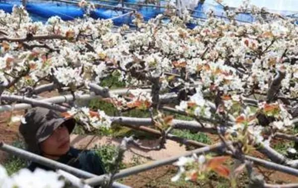愛宕梨　純白の花満開　岡山・雄神地区で授粉作業