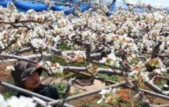 愛宕梨　純白の花満開　岡山・雄神地区で授粉作業