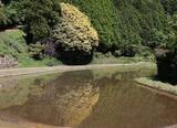 「「七色樫」黄色鮮やか　鏡野の県天然記念物」の画像1