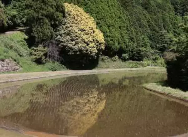 「七色樫」黄色鮮やか　鏡野の県天然記念物