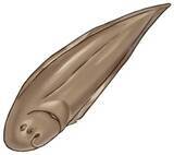 「【食材ノート】シタビラメ　食べやすく料理多彩」の画像1