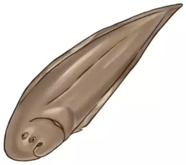 【食材ノート】シタビラメ　食べやすく料理多彩