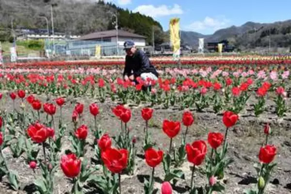 1.5万本のチューリップ見頃　新見・唐松地区、12日に恒例のまつり