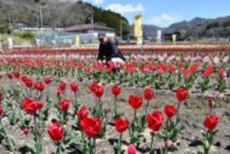1.5万本のチューリップ見頃　新見・唐松地区、12日に恒例のまつり