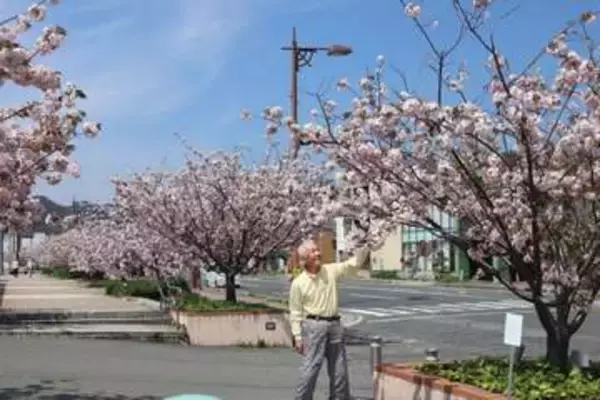 潮風に揺れるヤエベニオオシマ　玉野・宇野港で見頃迎える