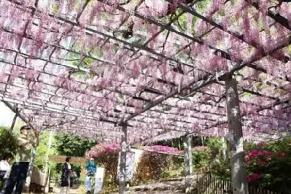 県天然記念物「阿知の藤」見頃　倉敷 25、26日に藤見の会