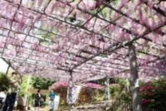 県天然記念物「阿知の藤」見頃　倉敷 25、26日に藤見の会