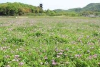 レンゲにちなんだ祭りや写生大会　29日～5月6日、総社・備中国分寺周辺