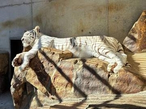 ホワイトタイガー、アメリカバク… 間近で餌やり楽しんで　池田動物園、10月の日曜と12日