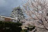 「福山城桜まつり開幕、12日まで　夜桜ライトアップし多彩な催し」の画像1