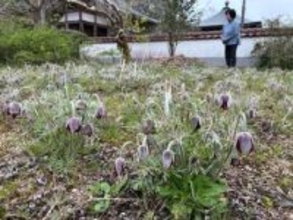 希少なオキナグサ 開花　吉備中央・円城寺、種を配布