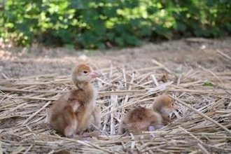 後楽園でタンチョウのひな2羽誕生　「托卵」で2年連続
