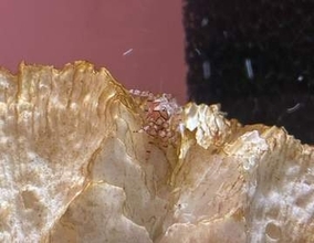 イソギンチャクとの共生に注目　玉野海博で4種の生物展示