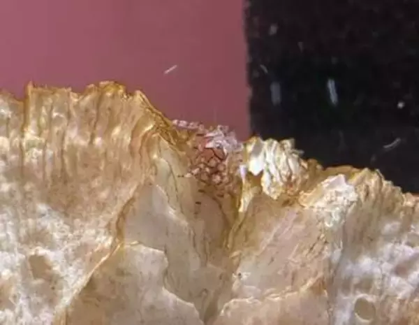 イソギンチャクとの共生に注目　玉野海博で4種の生物展示