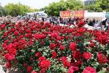 「バラと笑顔満開、福山ばら祭開幕　17日まで、行楽客ら多彩な催し満喫」の画像1