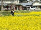 「広がる黄色のじゅうたん　道の駅くめなん 菜の花見頃」の画像1