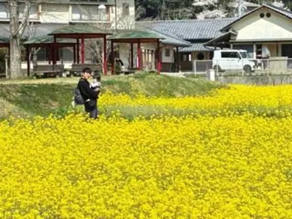 広がる黄色のじゅうたん　道の駅くめなん 菜の花見頃