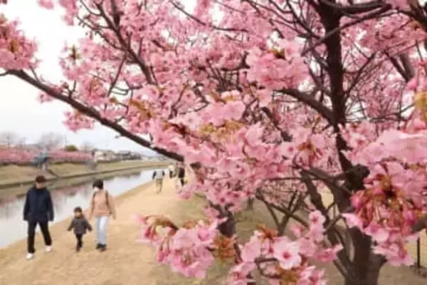 春の訪れ カワヅザクラ見頃　倉敷川沿いに華やかなピンク
