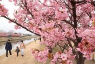 春の訪れ カワヅザクラ見頃　倉敷川沿いに華やかなピンク