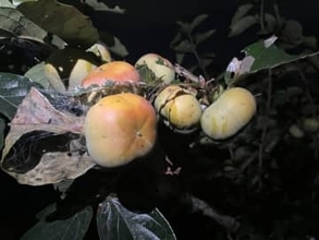 「母に柿をあげたかった」…男性に見つかり逃げようとして車を発進させたか　教員に拘禁刑８カ月を求刑　静岡地裁沼津支部