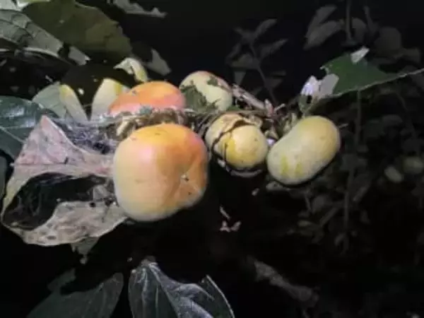 「母に柿をあげたかった」…男性に見つかり逃げようとして車を発進させたか　教員に拘禁刑８カ月を求刑　静岡地裁沼津支部