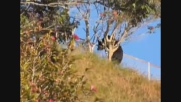 【速報】線路脇にクマの死骸…目撃情報と同一個体か　市は引き続き「熊の出没」に注意呼びかけ　静岡・掛川市