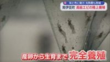 キロ2万円。世界最大級オニテナガエビを「陸上養殖」　「不漁の時はイセエビの代わりに」　伊豆で育てるメリットは『温泉』　静岡・南伊豆町