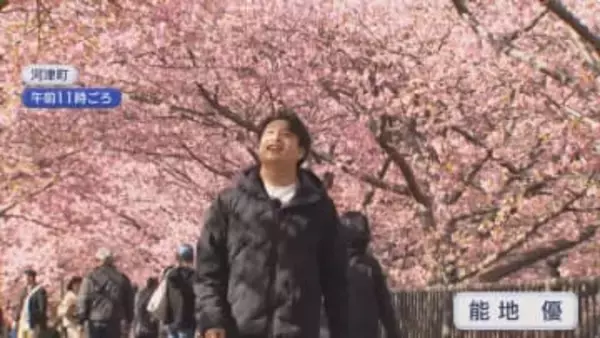 2週間ほど早い「見ごろ宣言」…河津桜まつりの見どころ・食べ処を地元ユーチューバーが案内　静岡・河津町