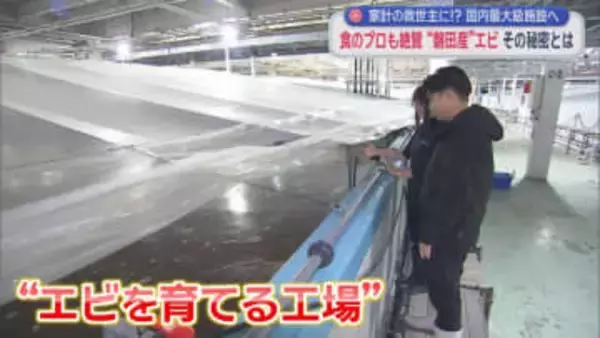 安定供給に期待の『陸上養殖』　すし職人絶賛も9割は輸入に頼る「バナメイエビ」　静岡・磐田市