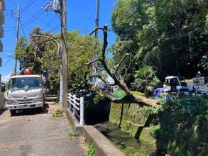高さおよそ１５メートルの木が倒れ、道をふさぐ　樹齢は不明　木の根元が腐っていたか　静岡・富士市