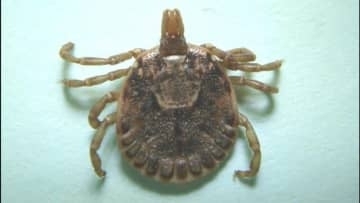 静岡県内でマダニ媒介の感染症新たに４人の男女が感染　患者数は過去最多を更新中　野外での作業に注意呼び掛け