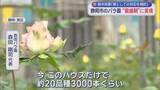 「「長引いたらどうなるのかな」　重油だけでなく包装資材も高騰　不透明なイラン情勢にバラ園の苦悩　静岡市」の画像1