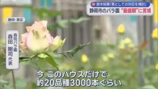 「長引いたらどうなるのかな」　重油だけでなく包装資材も高騰　不透明なイラン情勢にバラ園の苦悩　静岡市