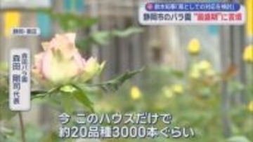 「長引いたらどうなるのかな」　重油だけでなく包装資材も高騰　不透明なイラン情勢にバラ園の苦悩　静岡市