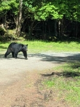 園内にもクマがいるけれど…　野生のクマの目撃情報で富士サファリパークの一部のアトラクションが休止　サファリゾーンは通常どおり営業
