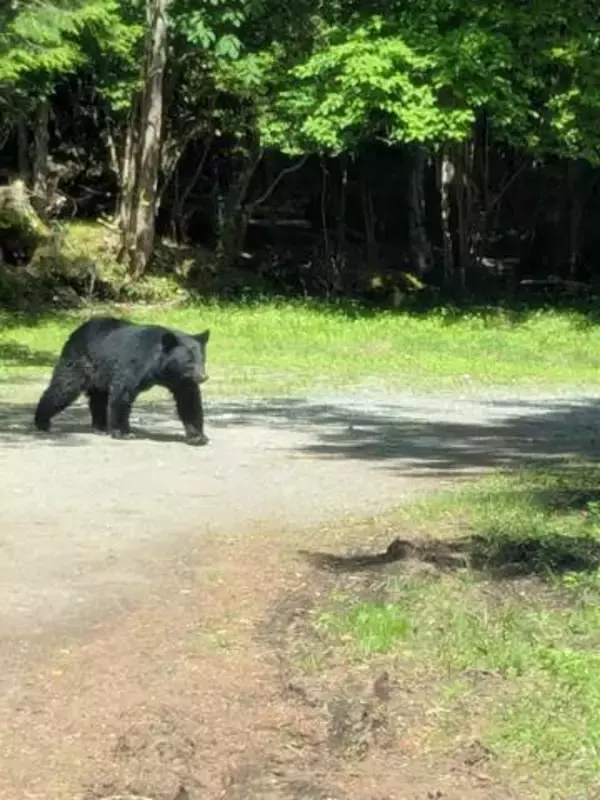 園内にもクマがいるけれど…　野生のクマの目撃情報で富士サファリパークの一部のアトラクションが休止　サファリゾーンは通常どおり営業