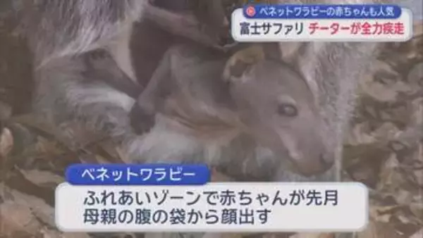 時速110キロ　チーターの全力疾走を目の前で見よう！　静岡・富士サファリパーク