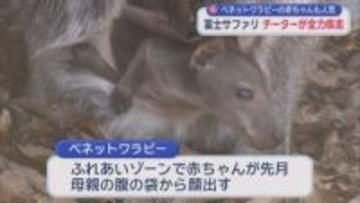 時速110キロ　チーターの全力疾走を目の前で見よう！　静岡・富士サファリパーク