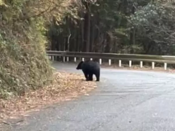 クマの目撃情報　新東名高速道路・清水いはらインターチェンジの東側付近　「ため池に逃げて行った」静岡市清水区