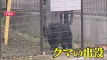 全国でクマ被害急増　10月だけで16件の目撃情報…小学校にはクマの足跡　静岡・富士宮市