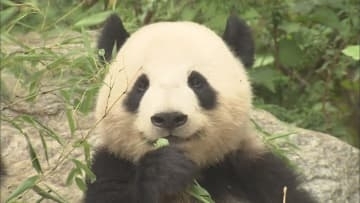 10代「パンダを巻き込まないで」　日中関係悪化の影響で53年ぶりに国内にパンダがいなくなる　静岡県では…