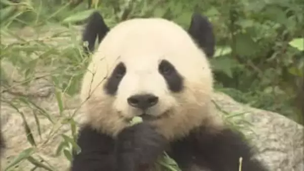 10代「パンダを巻き込まないで」　日中関係悪化の影響で53年ぶりに国内にパンダがいなくなる　静岡県では…