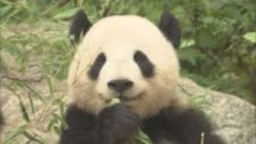 10代「パンダを巻き込まないで」　日中関係悪化の影響で53年ぶりに国内にパンダがいなくなる　静岡県では…
