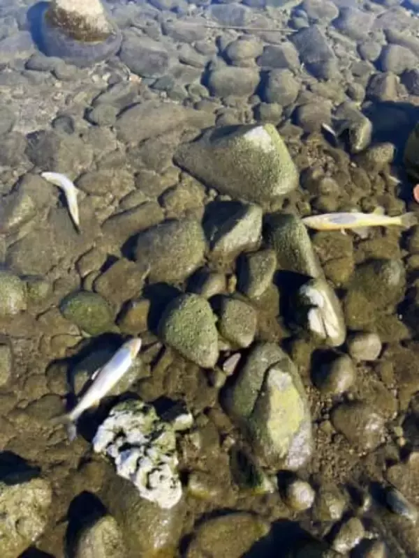 アユなどおよそ５００匹の魚が死んでいるのが見つかった庵原川　水質調査を行ったものの原因の特定には至らなかったと静岡市が発表